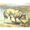 Image 1 : 1920's Coyote Color Lithograph Print