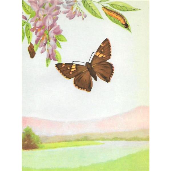 1920's Silver-Spotted Skipper Butterfly Color Lithograph Print