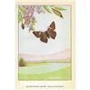 Image 2 : 1920's Silver-Spotted Skipper Butterfly Color Lithograph Print