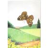 Image 1 : 1920's Buckeye Butterfly Color Lithograph Print