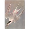Image 1 : c1950 Audubon Print, Roseate Tern