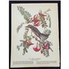 Image 2 : c1946 Audubon Print, #170 Gray Kingbird