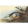 Image 1 : c1946 Audubon Print, #429 Steller's Eider