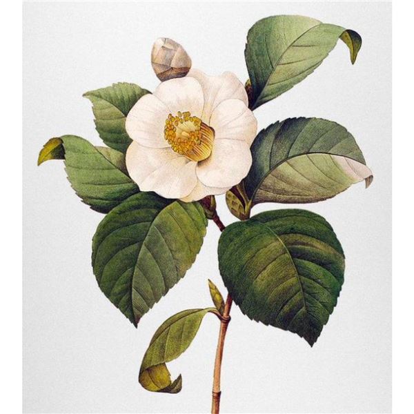 After Pierre-Jospeh Redoute, Floral Print, #14 Camelia blanc ( White Camelia )