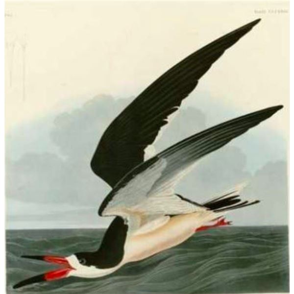 c1946 Audubon Print, #323 Black SKimmer