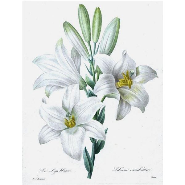 After Pierre-Jospeh Redoute, Floral Print, #76 Le Lis blanc ( White Lilly )