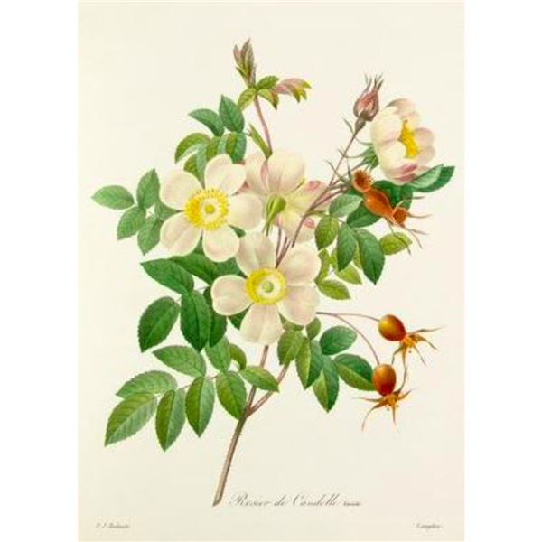 After Pierre-Jospeh Redoute, Floral Print, #130 Rosier de Candolle Variete ( Rose )