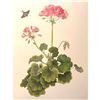 Image 1 : Limited Edition Print, Geranium and Long-Tailed Skipper