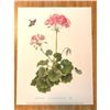 Image 2 : Limited Edition Print, Geranium and Long-Tailed Skipper