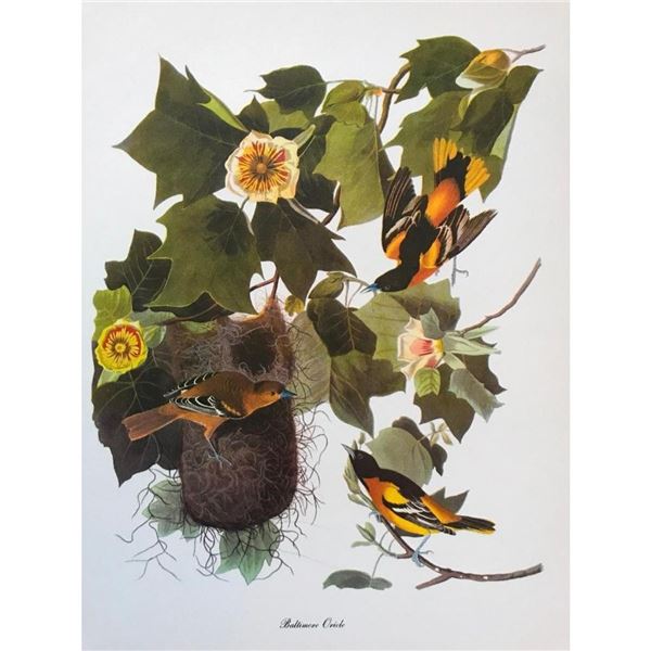 c1950 Audubon Print, Baltimore Oriole