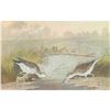 Image 1 : c1946 Audubon Print, #310 Spotted Sandpiper