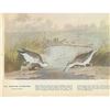 Image 2 : c1946 Audubon Print, #310 Spotted Sandpiper