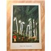 Image 2 : 1920's Color Lithograph, Indian Pipe