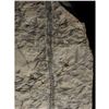 Image 2 : Rare Prehistoric Extinct Fern Fossil Specimen