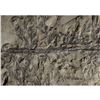 Image 3 : Rare Prehistoric Extinct Fern Fossil Specimen