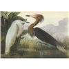 Image 1 : c1946 Audubon Print, #256 Reddish Egret