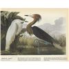 Image 2 : c1946 Audubon Print, #256 Reddish Egret