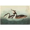 Image 1 : c1946 Audubon Print, # 292 Great-crested Grebe