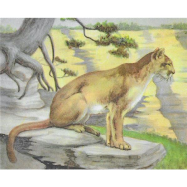 1920's Mountain Lion, Color Lithograph Print