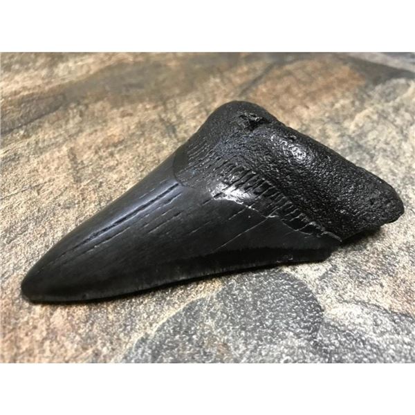 Prehistoric Megalodon Shark's Tooth Fossil