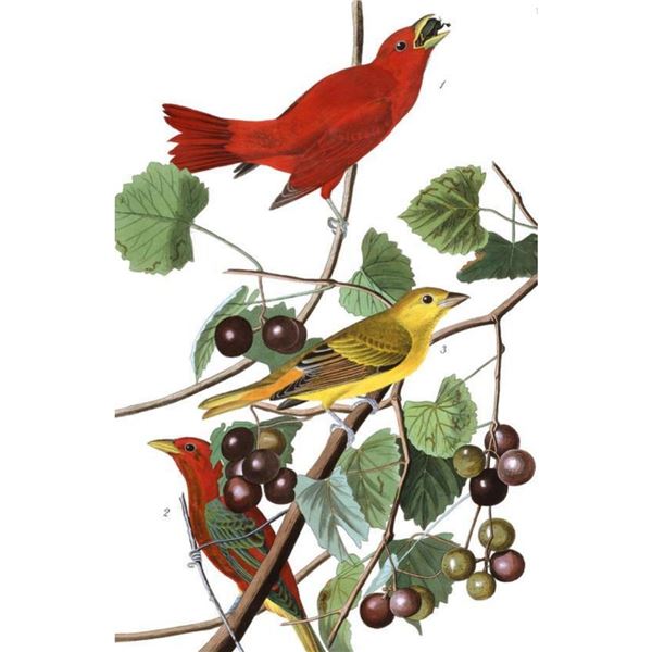 c1946 Audubon Print, #44 Summer Tanager