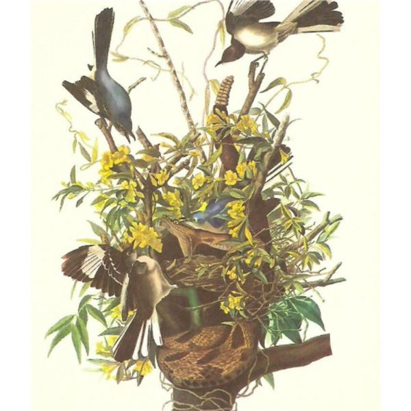 c1950 Audubon Print, Mocking Bird