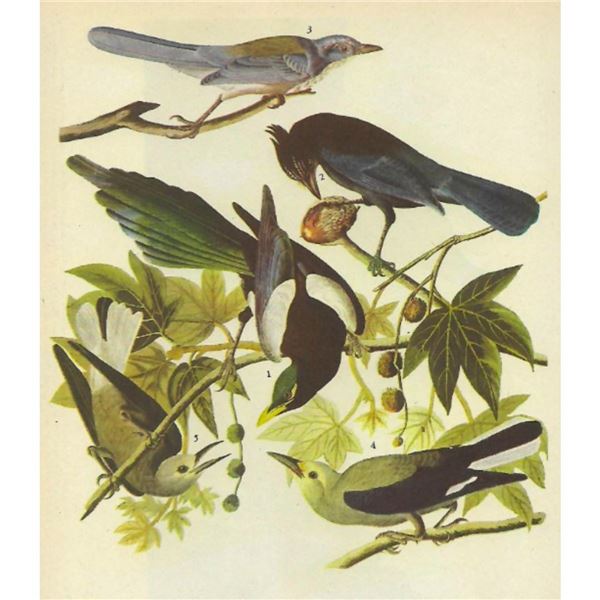 c1946 Audubon Print, #362 Four Western Corvids