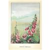 Image 2 : 1920's Foxglove Color Lithograph Print