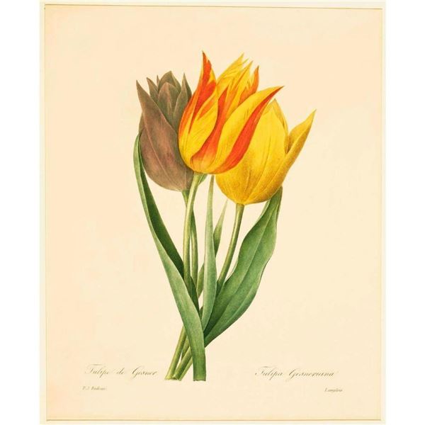 After Pierre-Jospeh Redoute, Floral Print, #141 Tulip de Gesner ( Tulip )