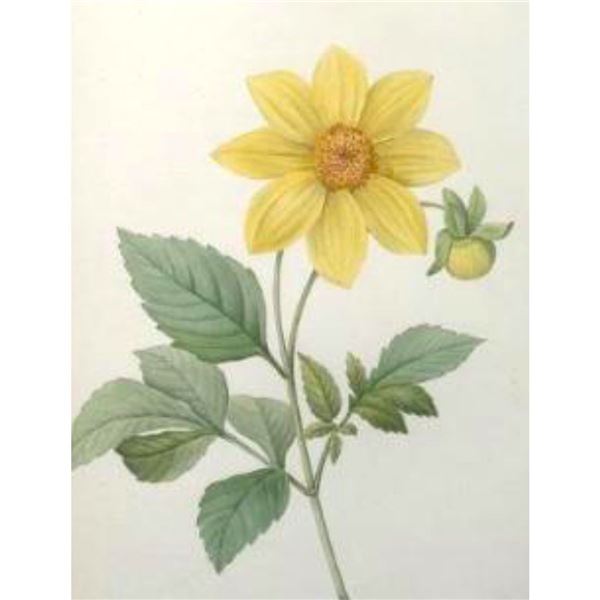 After Pierre-Jospeh Redoute, Floral Print, #29 Dalhia simple