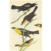 Image 1 : c1946 Audubon Print, #388 Three Icterids