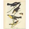 Image 2 : c1946 Audubon Print, #388 Three Icterids