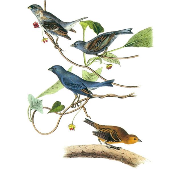 c1946 Audubon Print, #74 Indigo Bunting