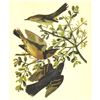 Image 1 : c1946 Audubon Print, #369 Thrasher and Thrush