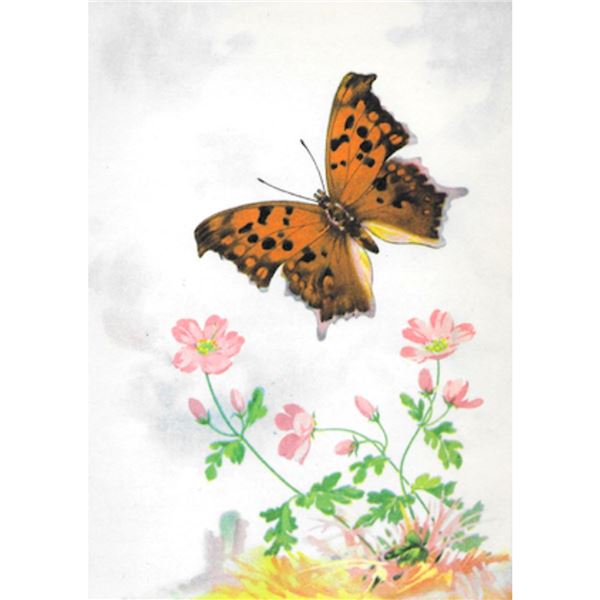 1920's Violet Tip Butterfly Color Lithograph Print