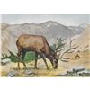 Image 2 : 1920's Elk Color Lithograph Print