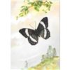 Image 1 : 1920's Banded Purple Butterfly Color Lithograph Print
