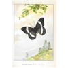Image 2 : 1920's Banded Purple Butterfly Color Lithograph Print