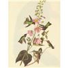 Image 1 : c1946 Audubon Print, #425 Anna's Hummingbird