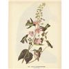 Image 2 : c1946 Audubon Print, #425 Anna's Hummingbird