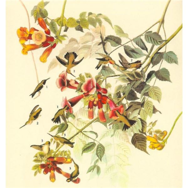 c1946 Audubon Print, #47 Ruby-Throated Hummingbird