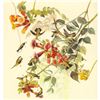 Image 1 : c1946 Audubon Print, #47 Ruby-Throated Hummingbird