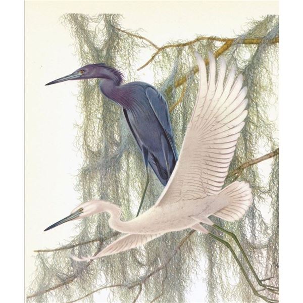 1950 Menaboni Print, Little Blue Heron