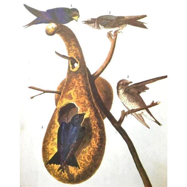 c1946 Audubon Print, #22 Purple Martin