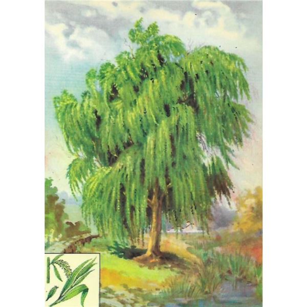 1920's Weeping Willow Color Lithograph Print