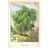 Image 2 : 1920's Weeping Willow Color Lithograph Print