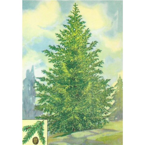 1920's Canadian Hemlock Color Lithograph Print