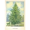 Image 2 : 1920's Canadian Hemlock Color Lithograph Print