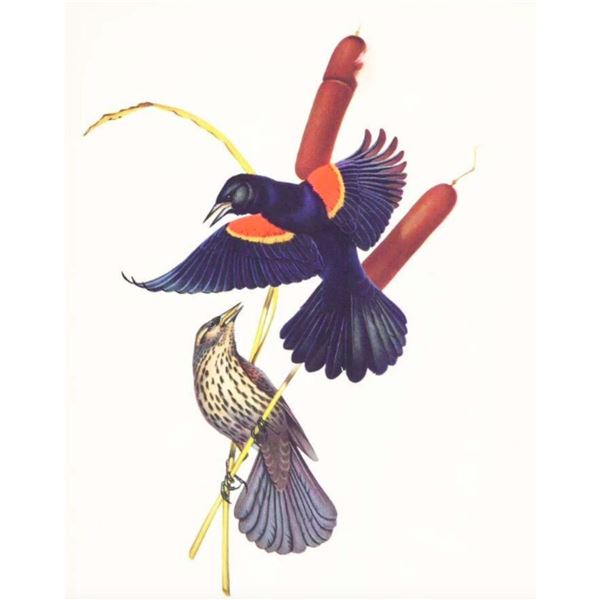 1950 Menaboni Print, Red-wing Blackbird