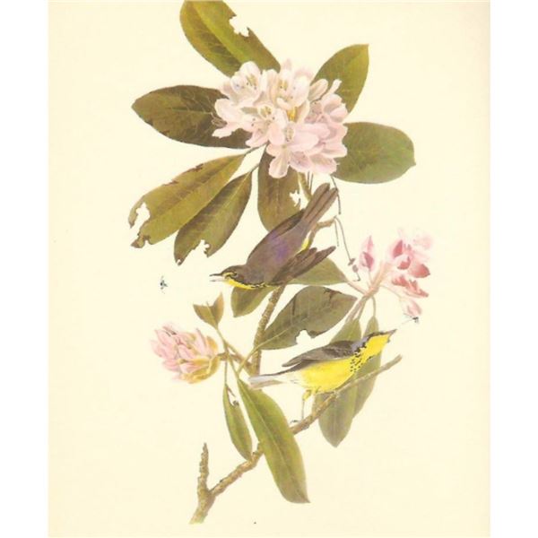 c1950 Audubon Print, Canadian Warbler
